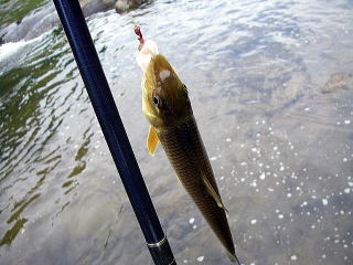 何匹目かの「ニゴイ」